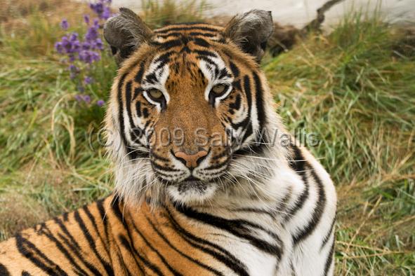 tiger watching.jpg - Bengal Tiger, relaxed but watching intently
